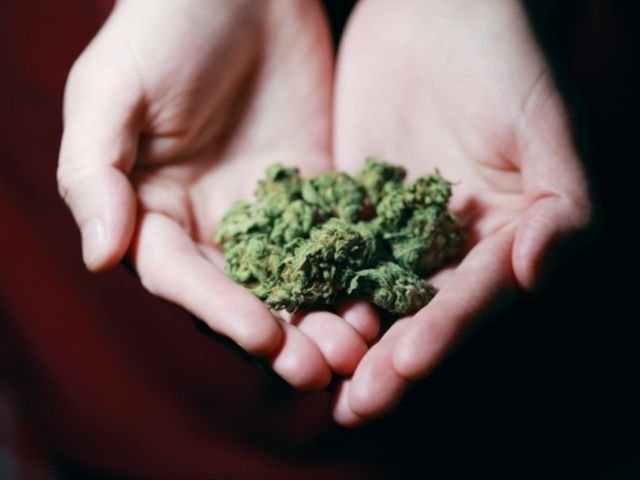 weed in the hand
